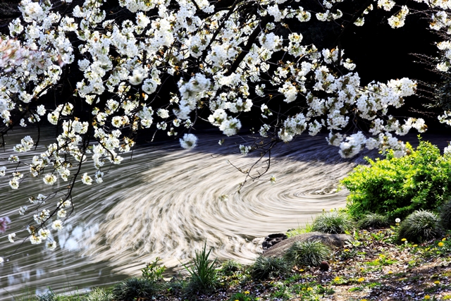 26日 ： 散る桜 残る桜も 散る桜