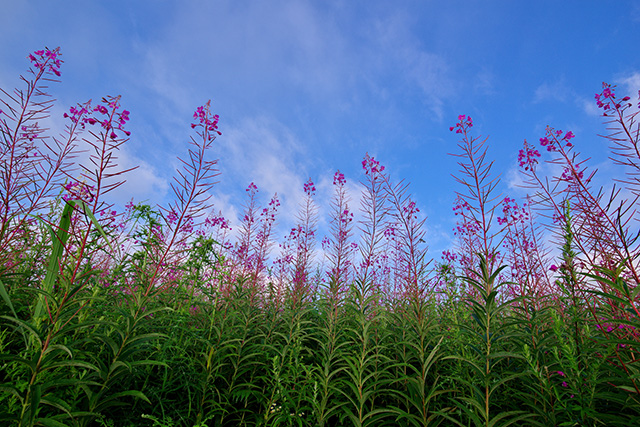 27日 ： 柳は緑　花は紅